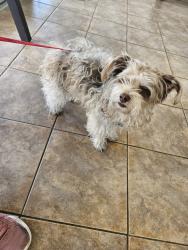 Lost Male Dog last seen Los Niños Park, 5432 S Bryant Ave Tucson, AZ 85706 Estados Unidos, Tucson, AZ 85705
