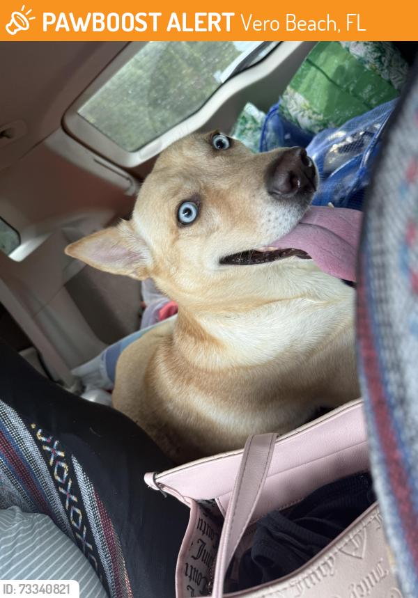 Found/Stray Female Dog last seen Canterbury apmts, Vero Beach, FL 32968