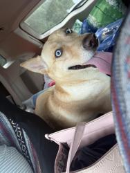 Found/Stray Female Dog last seen Canterbury apmts, Vero Beach, FL 32968