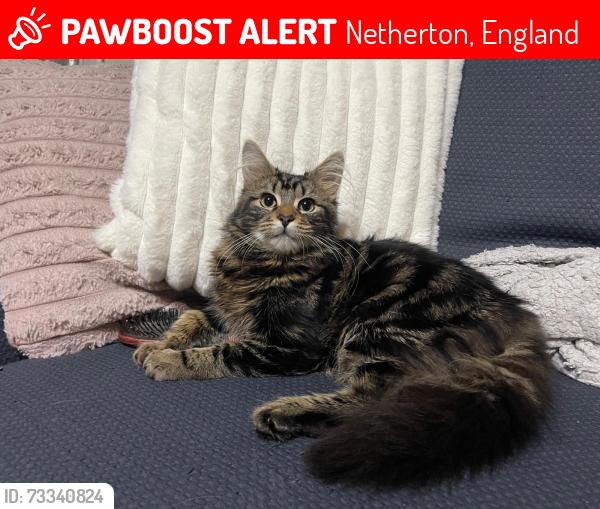 Lost Male Cat last seen Buckley hill, Netherton, England 