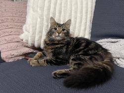 Lost Male Cat last seen Buckley hill, Netherton, England 