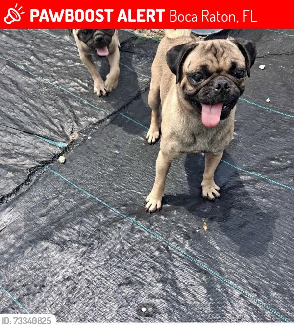 Lost Male Dog last seen Cascade Road, Boca Raton, FL 33428