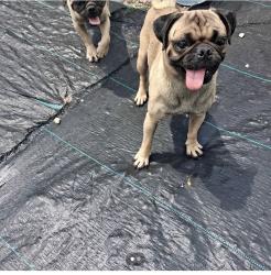 Lost Male Dog last seen Cascade Road, Boca Raton, FL 33428