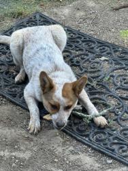 Found/Stray Female Dog last seen Birch and gay, San Jose, CA 95127