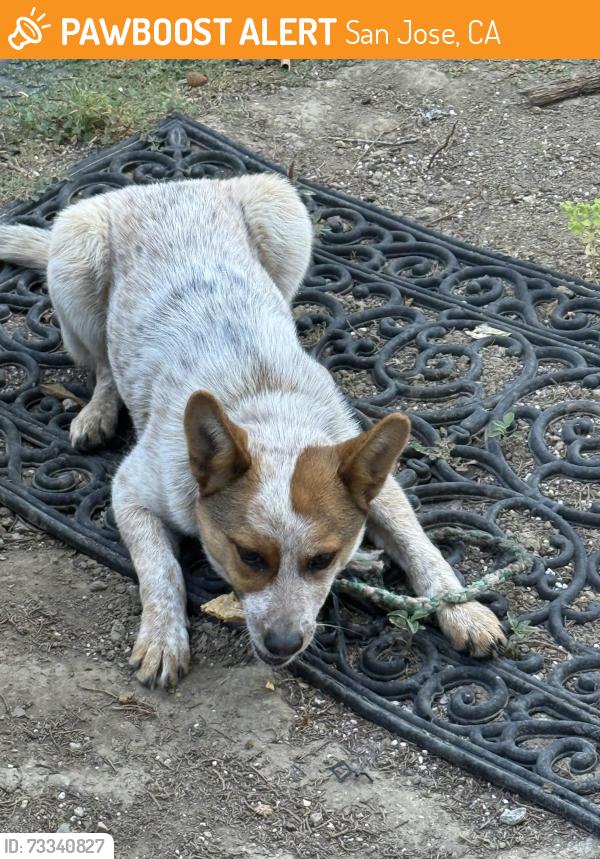 Found/Stray Female Dog last seen Birch and gay, San Jose, CA 95127