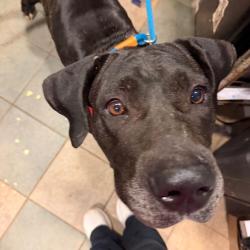 Shelter Stray Female Dog last seen , 4500 N Access Rd, Chattanooga, TN 37415, USA