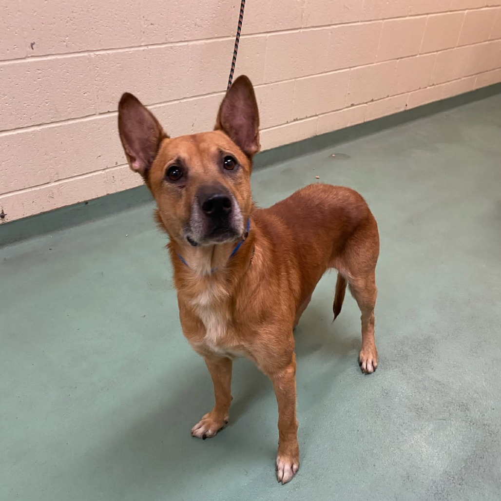 Shelter Stray Male Dog last seen , 2350 Appling City Cove, Memphis, TN 38133, USA