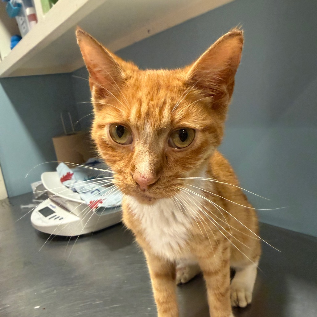 Shelter Stray Male Cat last seen , 4500 N Access Rd, Chattanooga, TN 37415, USA