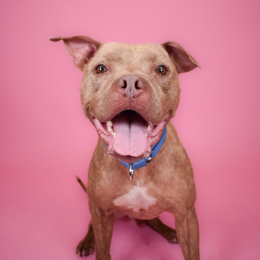 Shelter Stray Male Dog last seen , 3200 N Military Trl, West Palm Beach, FL 33409, USA