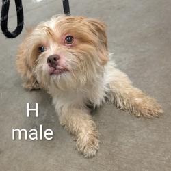Shelter Stray Male Dog last seen , 3173 K-68 Hwy, Ottawa, KS 66067, USA