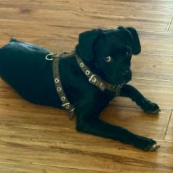 Shelter Stray Male Dog last seen , 361 S Raymond Ave, Pasadena, CA 91105, USA