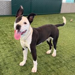 Shelter Stray Male Dog last seen , 361 S Raymond Ave, Pasadena, CA 91105, USA