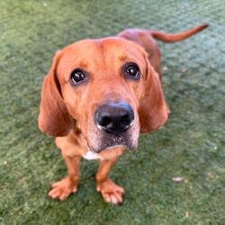 Shelter Stray Male Dog last seen , 361 S Raymond Ave, Pasadena, CA 91105, USA