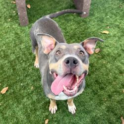 Shelter Stray Female Dog last seen , 361 S Raymond Ave, Pasadena, CA 91105, USA