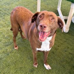 Shelter Stray Female Dog last seen , 361 S Raymond Ave, Pasadena, CA 91105, USA