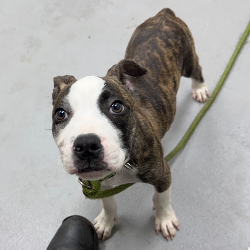 Shelter Stray Male Dog last seen , 4900 Milgen Rd, Columbus, GA 31907, USA