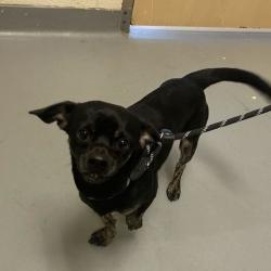 Shelter Stray Male Dog last seen , 14 Forever Friend Ln, Asheville, NC 28806, USA