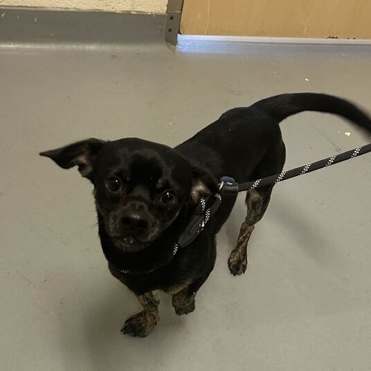 Shelter Stray Male Dog last seen , 14 Forever Friend Ln, Asheville, NC 28806, USA