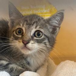 Shelter Stray Unknown Cat last seen , 124 Evergreen Ave, Newark, NJ 07114, USA
