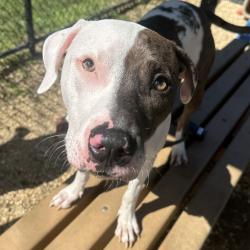 Shelter Stray Female Dog last seen , Animal Care & Control Team of Philly, 111 W Hunting Park Ave, Philadelphia, PA 19140, USA