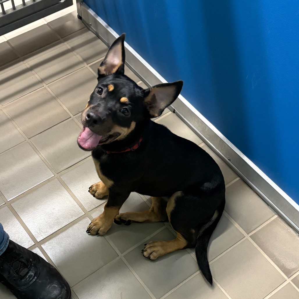 Shelter Stray Female Dog last seen , 2207 Finfeather Rd, Bryan, TX 77801, USA