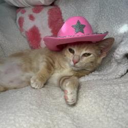 Shelter Stray Female Cat last seen , 328 Furman Hall Rd, Greenville, SC 29609, USA
