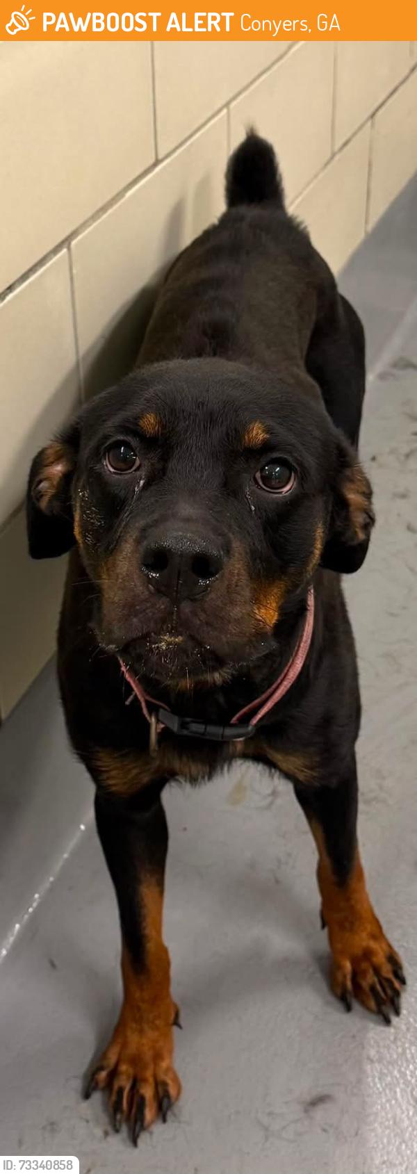 Found/Stray Unknown Dog last seen Located at Rockdale County Animal Service, 1506 Rockbridge Road, Conyers, GA 30012, Conyers, GA 30012