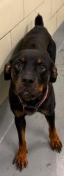 Found/Stray Unknown Dog last seen Located at Rockdale County Animal Service, 1506 Rockbridge Road, Conyers, GA 30012, Conyers, GA 30012