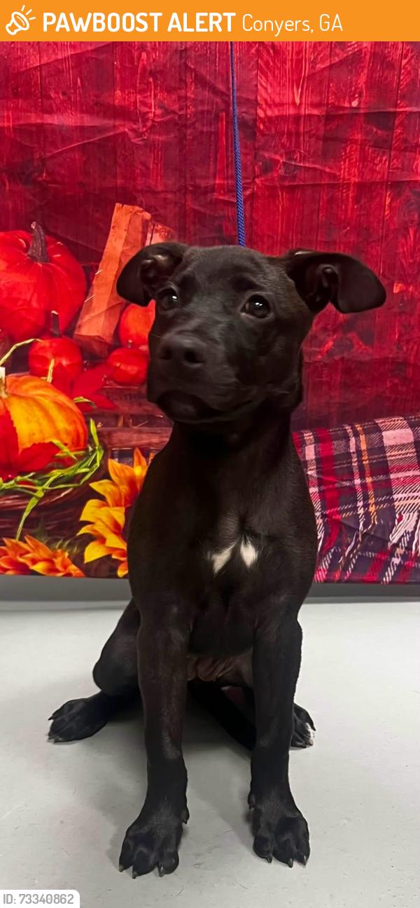 Found/Stray Unknown Dog last seen Located at Rockdale County Animal Service, 1506 Rockbridge Road, Conyers, GA 30012, Conyers, GA 30012