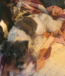 Lost Female Dog last seen Hwy 87 N and Greentree, Burlington, NC 27217