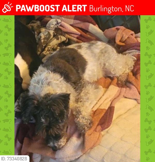 Lost Female Dog last seen Hwy 87 N and Greentree, Burlington, NC 27217