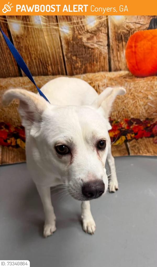 Found/Stray Unknown Dog last seen Located at Rockdale County Animal Service, 1506 Rockbridge Road, Conyers, GA 30012, Conyers, GA 30012
