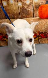 Found/Stray Unknown Dog last seen Located at Rockdale County Animal Service, 1506 Rockbridge Road, Conyers, GA 30012, Conyers, GA 30012