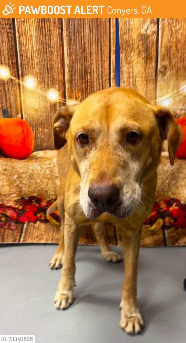 Found/Stray Unknown Dog last seen Located at Rockdale County Animal Service, 1506 Rockbridge Road, Conyers, GA 30012, Conyers, GA 30012