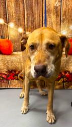Found/Stray Unknown Dog last seen Located at Rockdale County Animal Service, 1506 Rockbridge Road, Conyers, GA 30012, Conyers, GA 30012