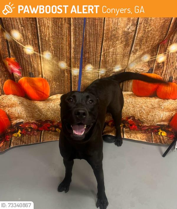 Found/Stray Unknown Dog last seen Located at Rockdale County Animal Service, 1506 Rockbridge Road, Conyers, GA 30012, Conyers, GA 30012