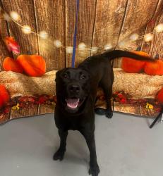 Found/Stray Unknown Dog last seen Located at Rockdale County Animal Service, 1506 Rockbridge Road, Conyers, GA 30012, Conyers, GA 30012