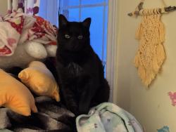 Lost Male Cat last seen Hanmer and Stanley, Barrie, ON L4M 6V5