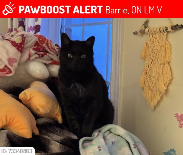 Lost Male Cat last seen Hanmer and Stanley, Barrie, ON L4M 6V5