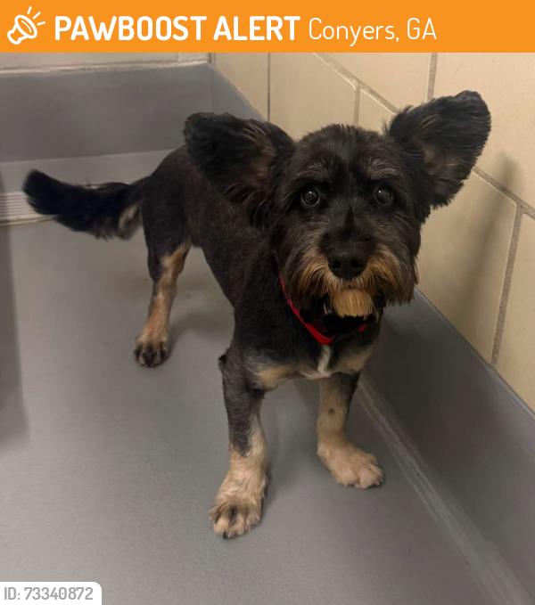 Found/Stray Unknown Dog last seen Located at Rockdale County Animal Service, 1506 Rockbridge Road, Conyers, GA 30012, Conyers, GA 30012