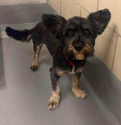 Found/Stray Unknown Dog last seen Located at Rockdale County Animal Service, 1506 Rockbridge Road, Conyers, GA 30012, Conyers, GA 30012