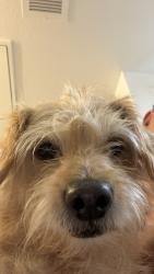 Reunited Female Dog last seen Downing Street and 98th, Thornton, CO 80602
