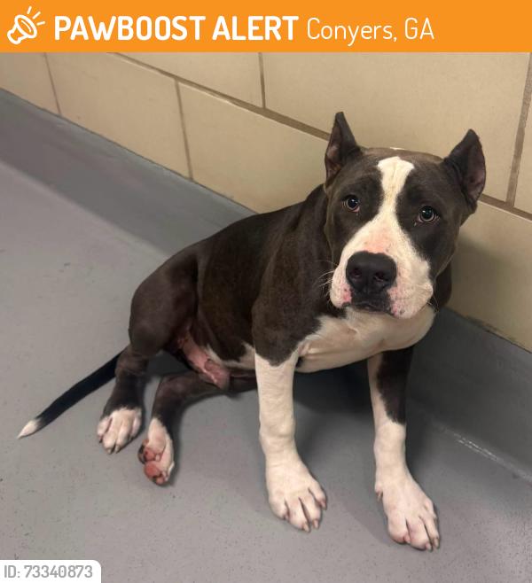 Found/Stray Unknown Dog last seen Located at Rockdale County Animal Service, 1506 Rockbridge Road, Conyers, GA 30012, Conyers, GA 30012
