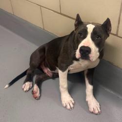 Found/Stray Unknown Dog last seen Located at Rockdale County Animal Service, 1506 Rockbridge Road, Conyers, GA 30012, Conyers, GA 30012