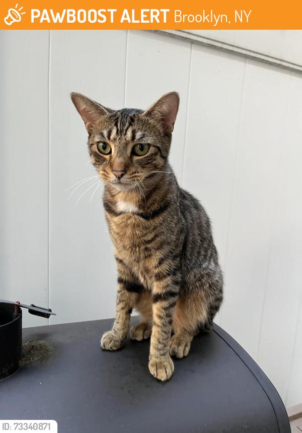 Found/Stray Unknown Cat last seen Near dekalb avenue, Brooklyn, NY 11216