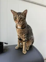 Found/Stray Unknown Cat last seen Near dekalb avenue, Brooklyn, NY 11216
