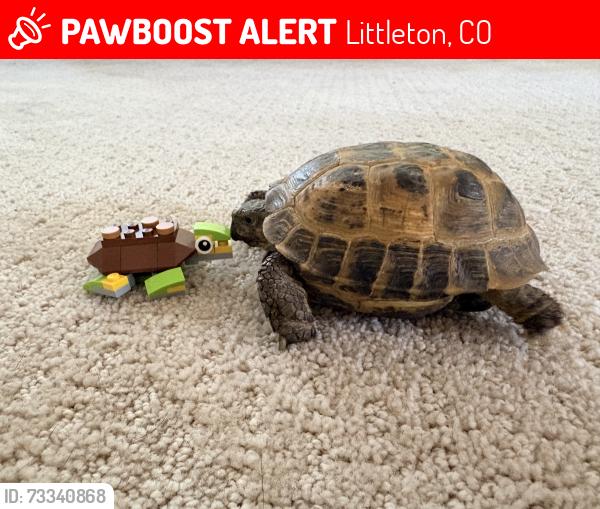 Lost Male Reptile last seen Routt St and Queen Way, Littleton, CO 80127