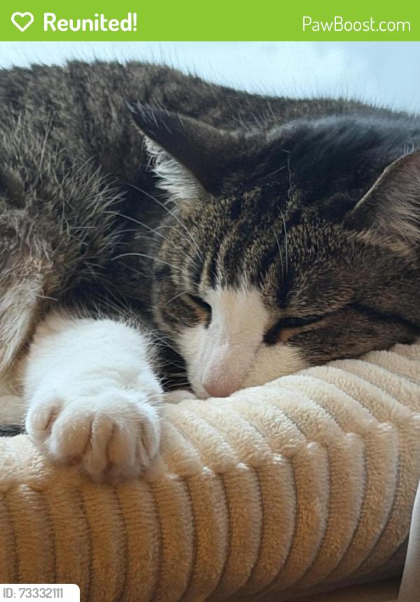 Reunited Female Cat last seen holtsville fire department, Holtsville, NY 11742