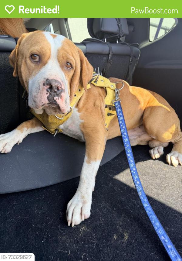 Reunited Male Dog last seen Near e cactus rd phoenix az, Phoenix, AZ 85032