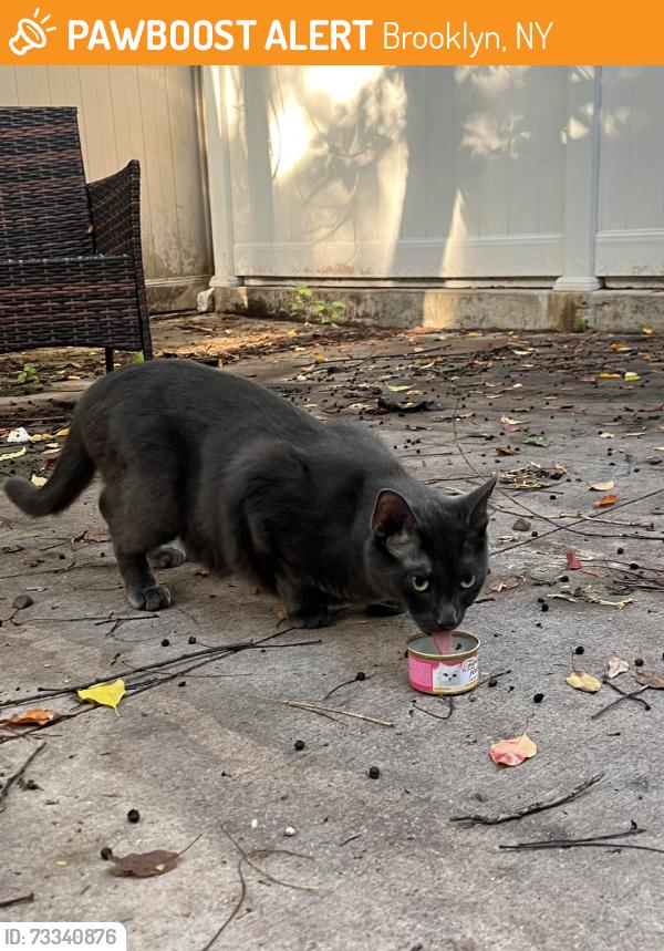 Found/Stray Unknown Cat last seen Near dekalb avenue, Brooklyn, NY 11216